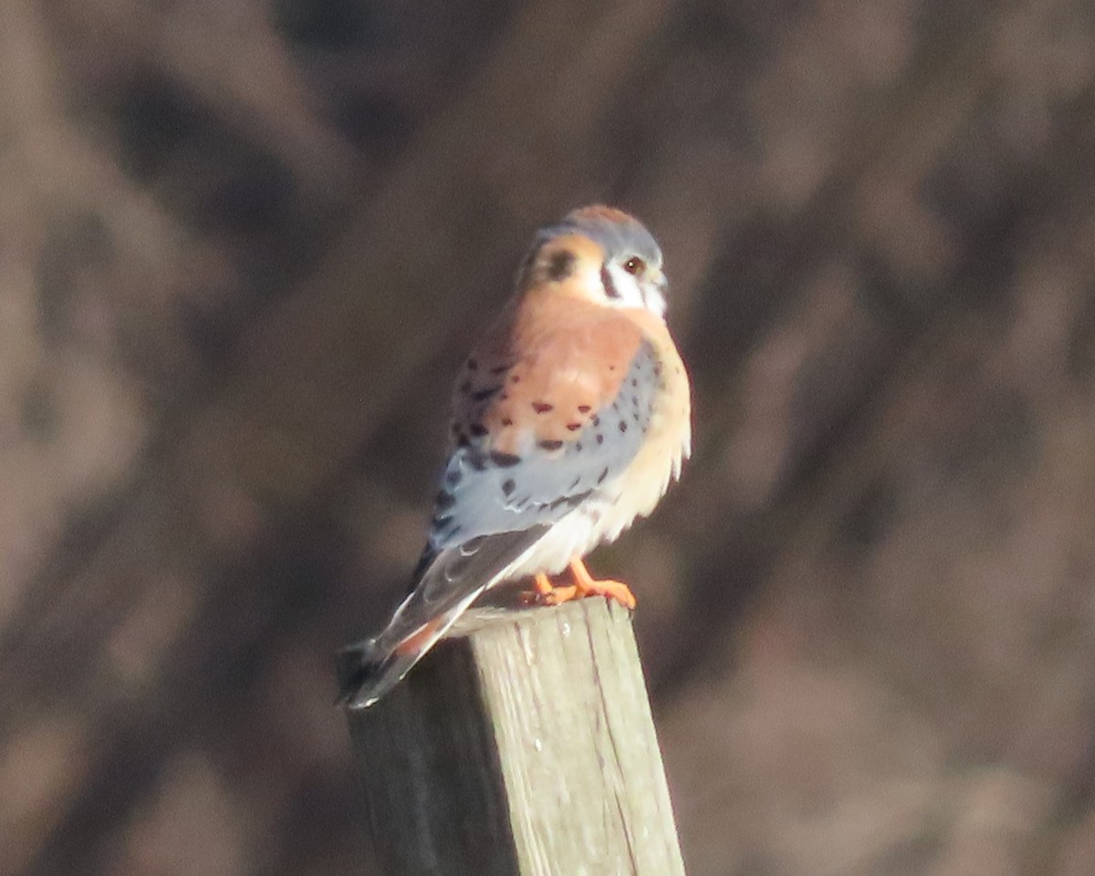 American Kestrel - Karen Hogan