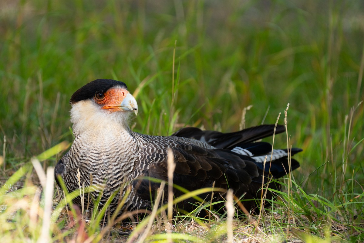 Crested Caracara - ML614193956