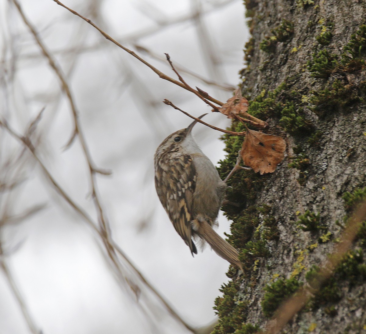 Short-toed Treecreeper - ML614193994