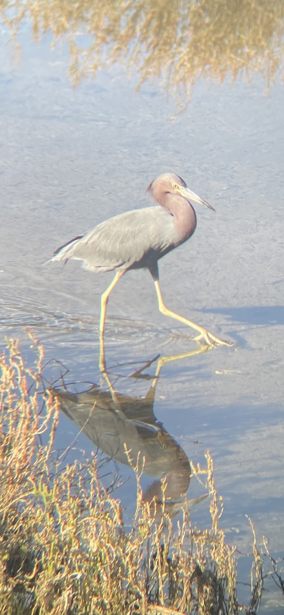 Little Blue Heron - Nathan Kruger