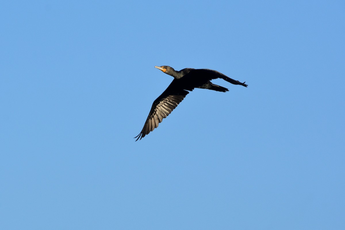 Double-crested Cormorant - David de Rivera Tønnessen