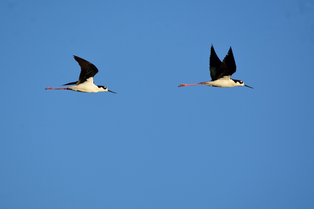 Black-necked Stilt - ML614194085