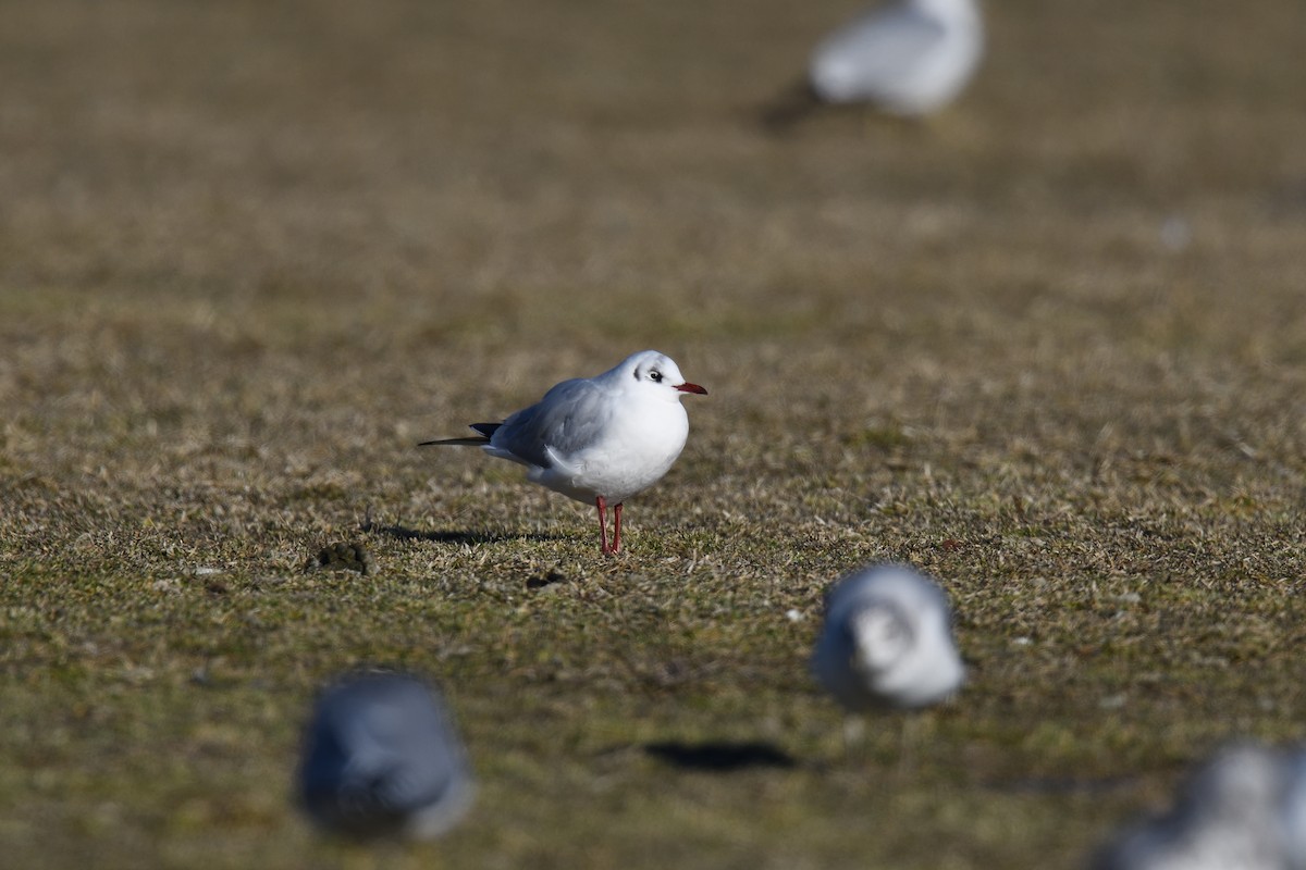 Mouette rieuse - ML614194095