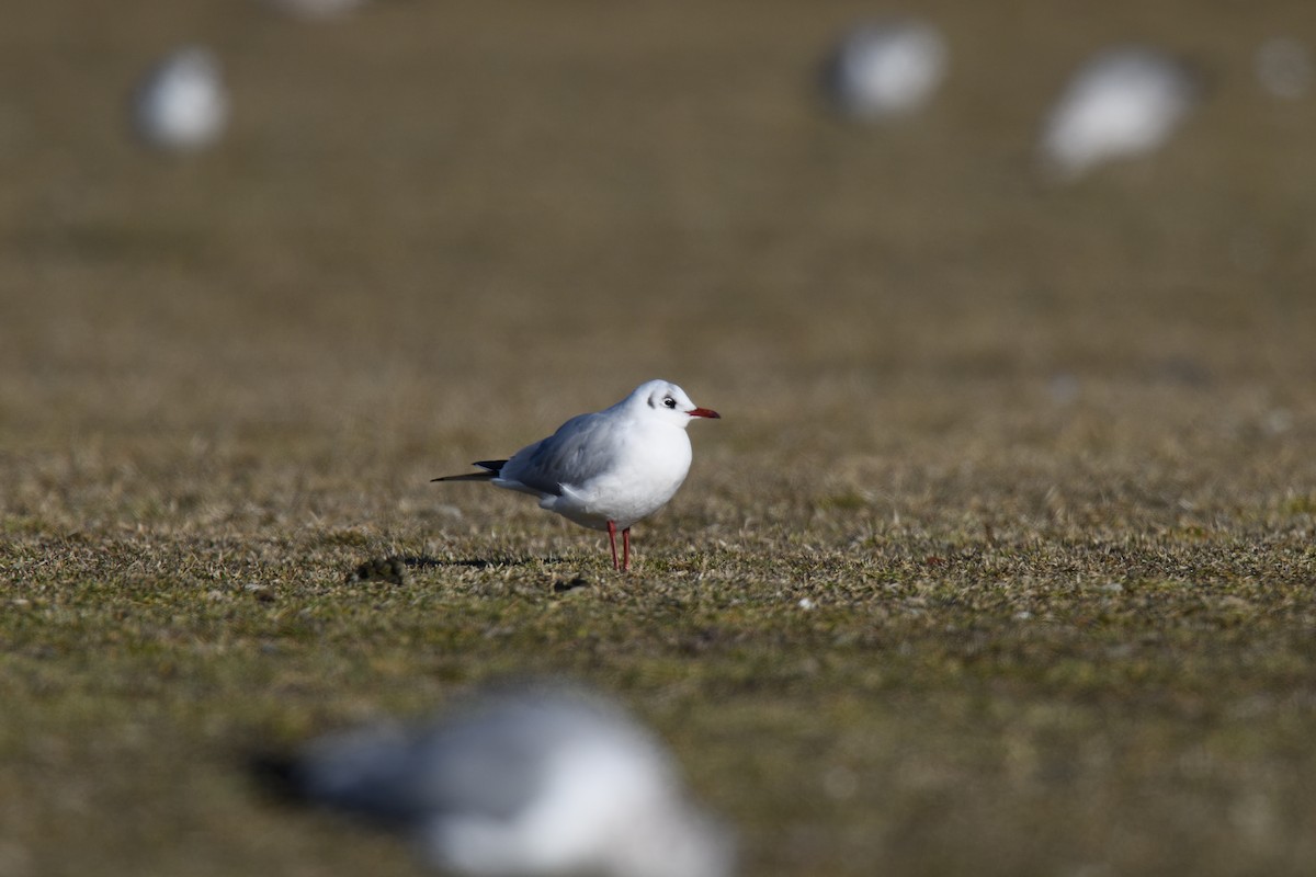 Black-headed Gull - ML614194097