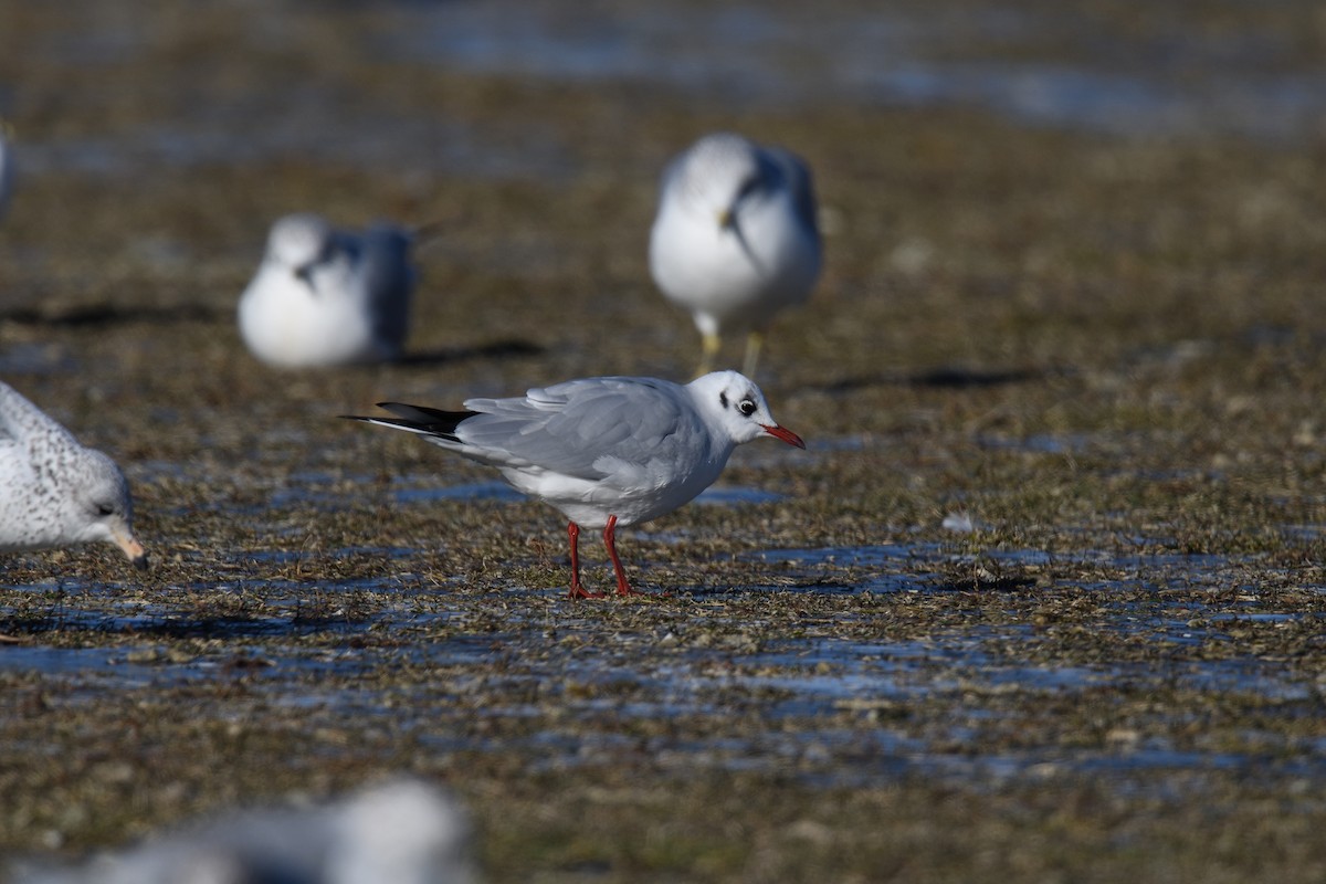 Mouette rieuse - ML614194098