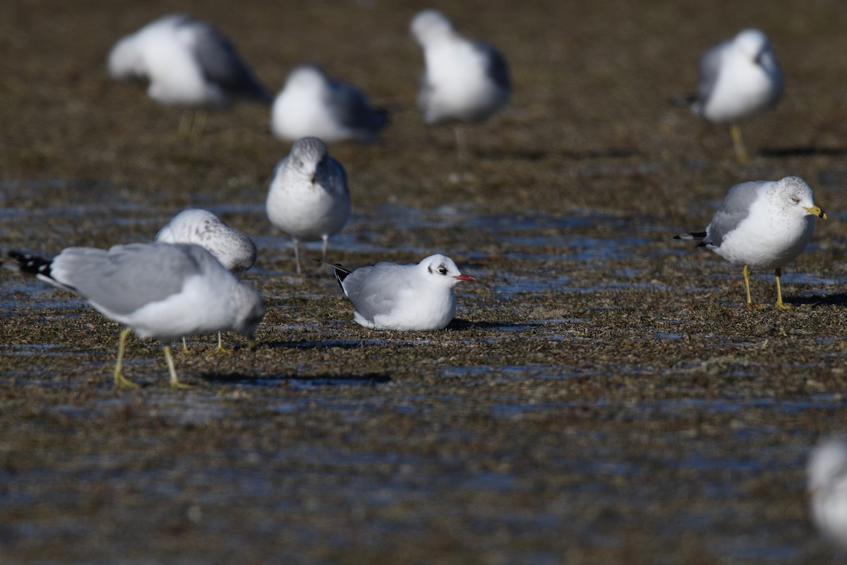 Mouette rieuse - ML614194099