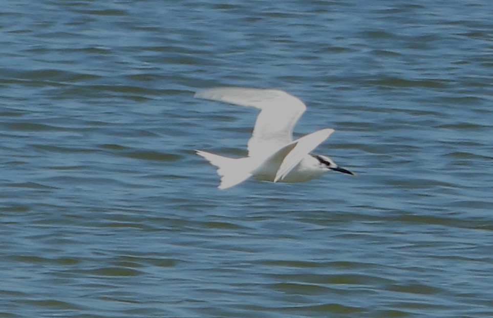 Sandwich Tern - ML614194110