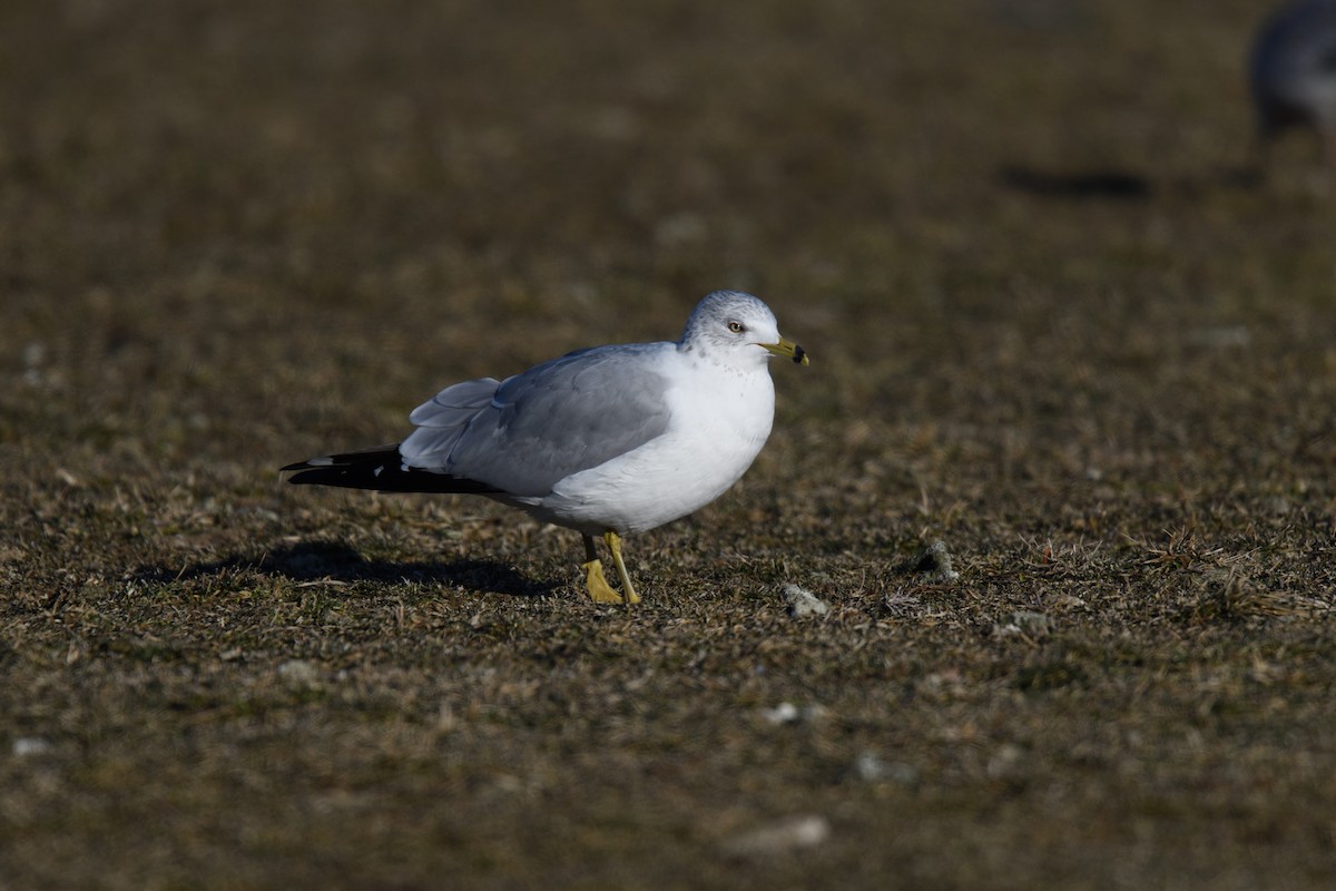 Ring-billed Gull - ML614194113