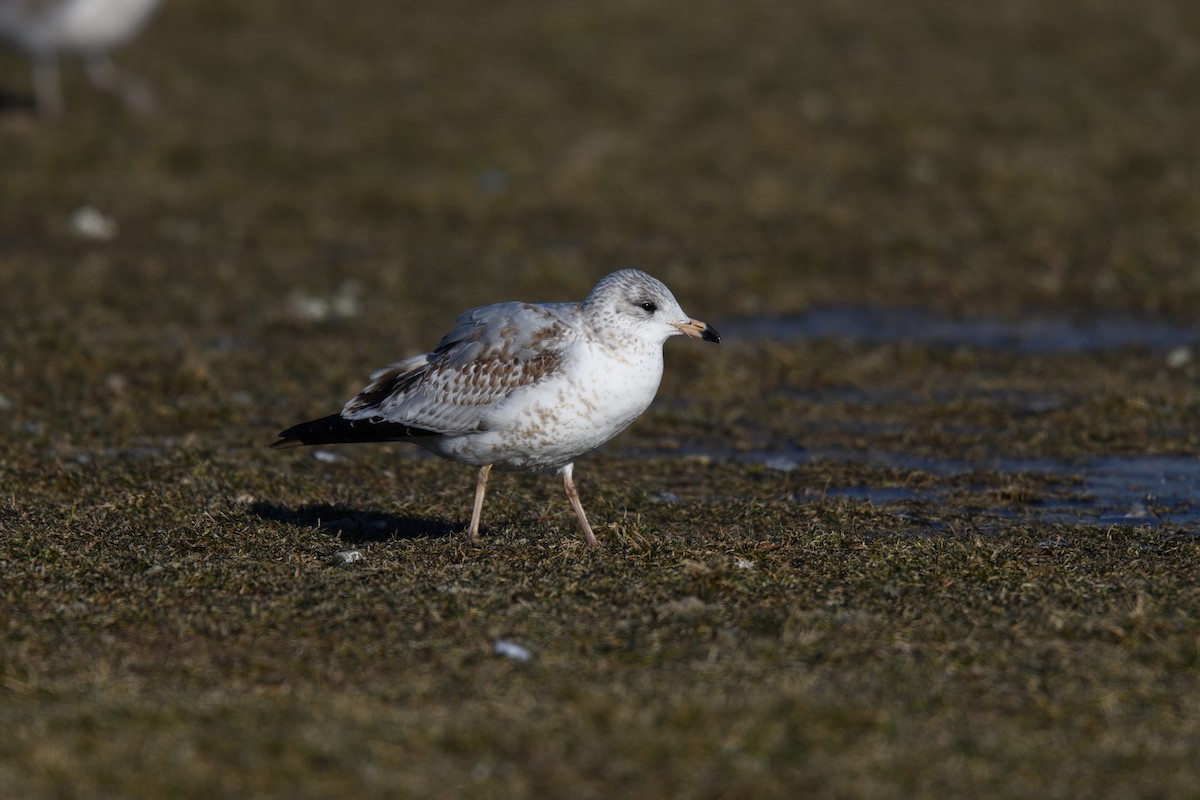 Ring-billed Gull - ML614194115