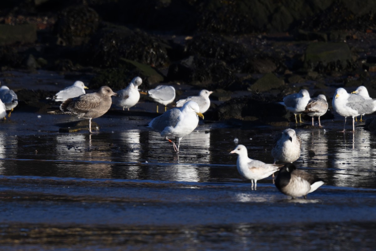 Herring Gull (American) - ML614194133