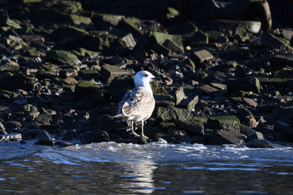 Great Black-backed Gull - ML614194141