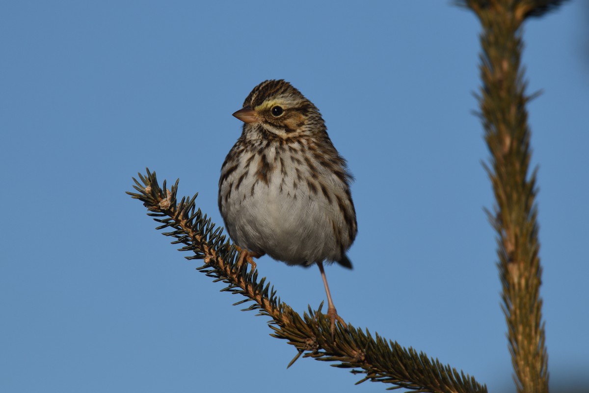 Savannah Sparrow - ML614194149