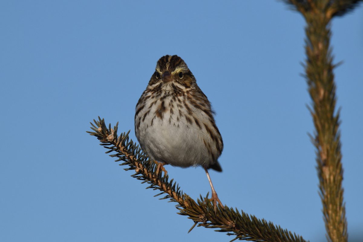 Savannah Sparrow - ML614194150