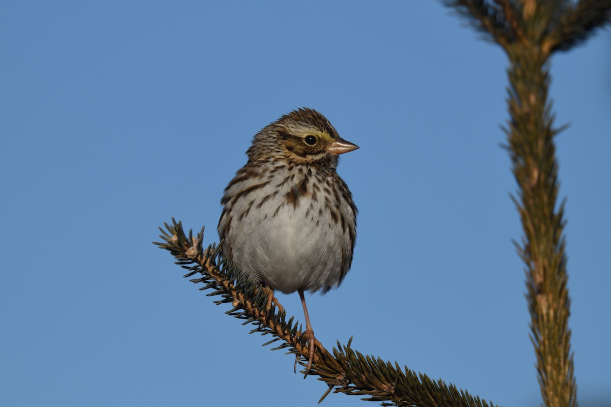 Savannah Sparrow - ML614194155