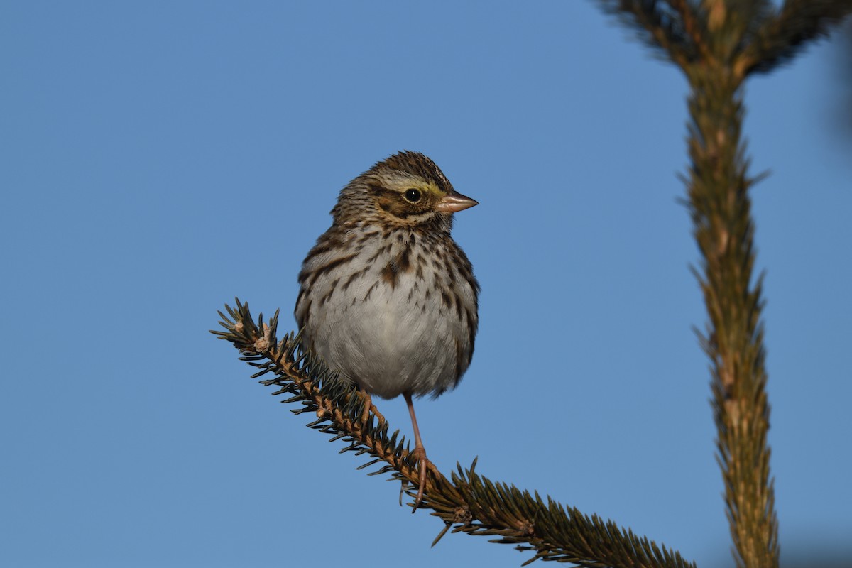 Savannah Sparrow - ML614194156