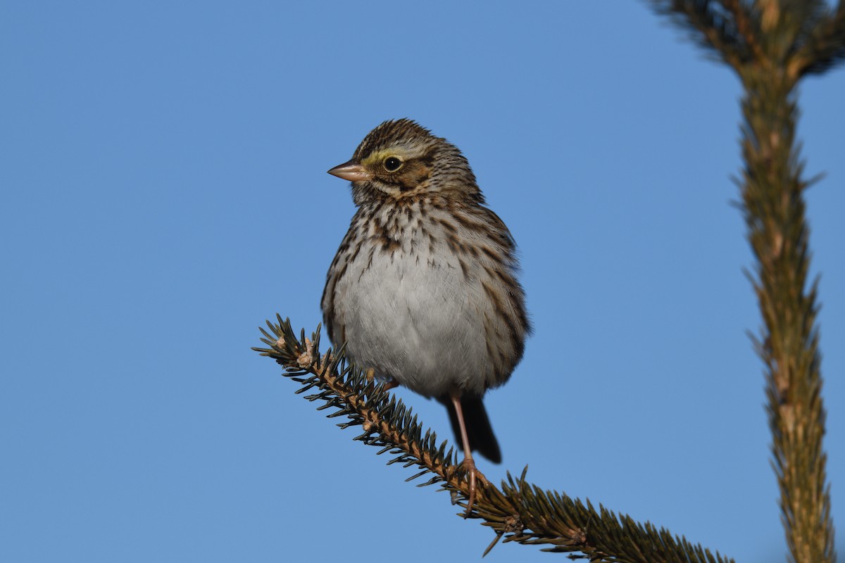 Savannah Sparrow - ML614194157