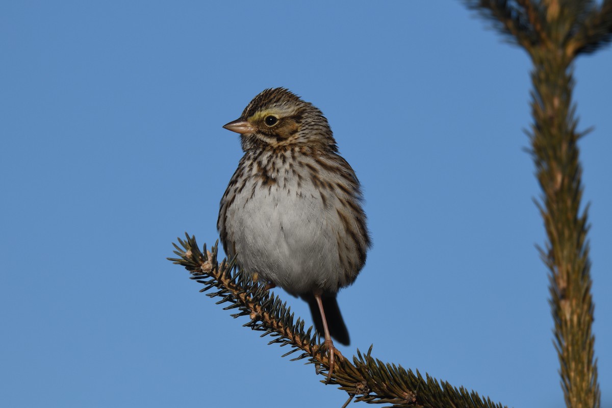 Savannah Sparrow - ML614194158