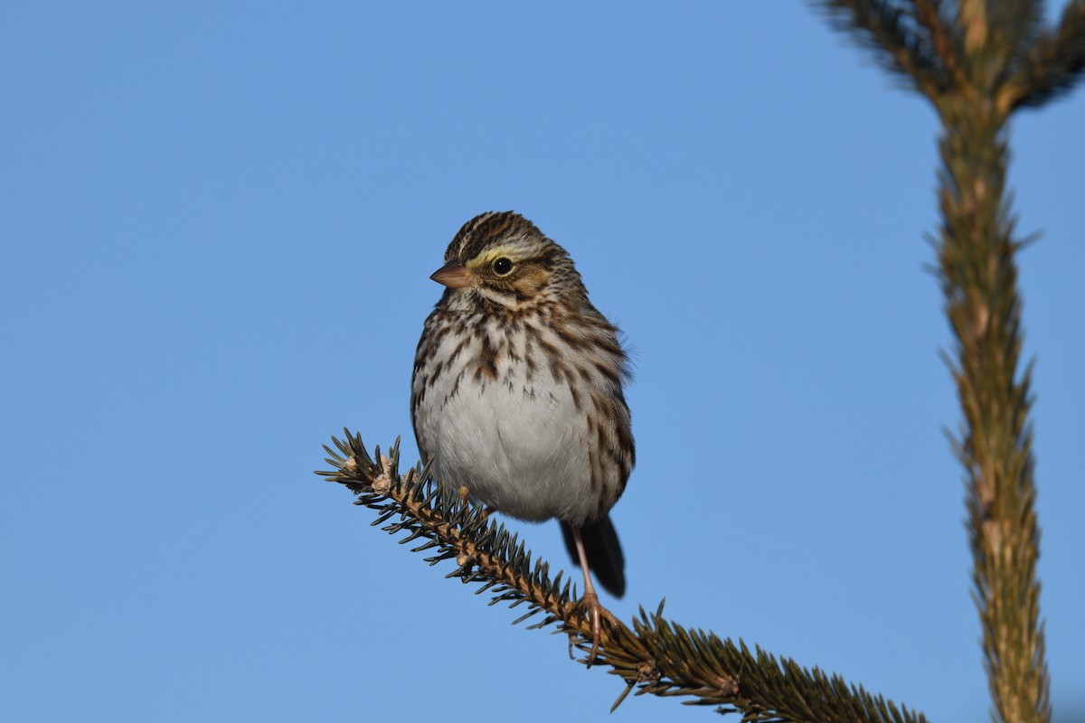 Savannah Sparrow - ML614194159