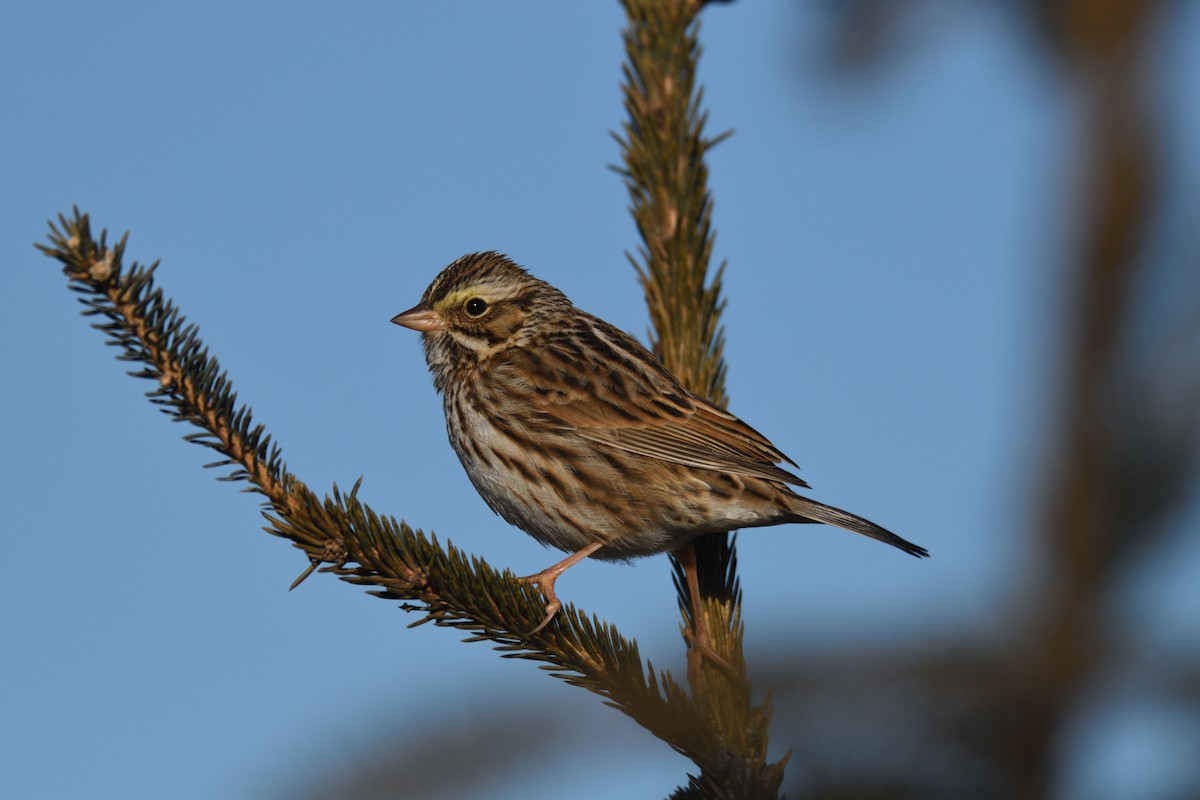 Savannah Sparrow - ML614194160