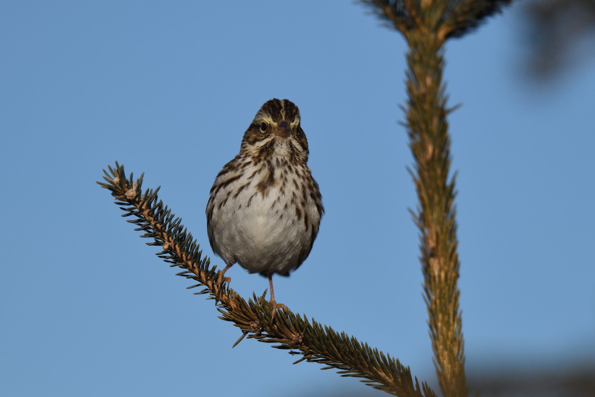 Savannah Sparrow - ML614194161