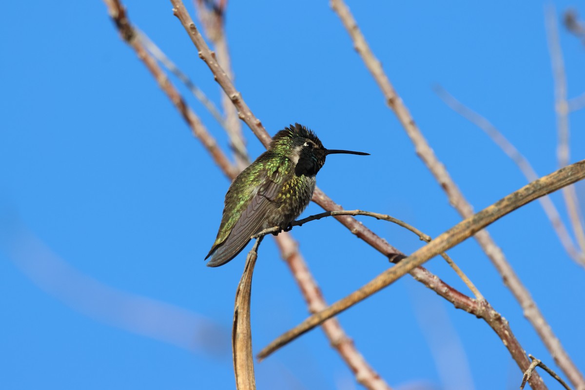Costa's Hummingbird - ML614194173