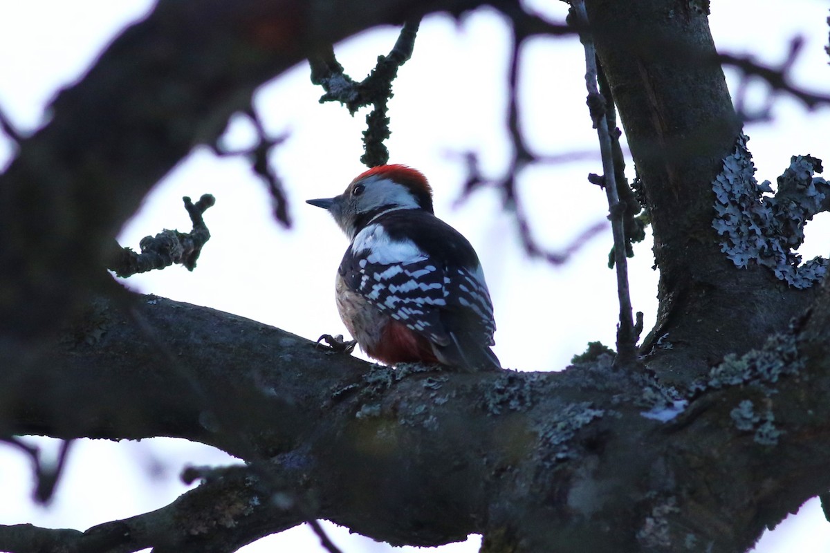 Middle Spotted Woodpecker - ML614194202