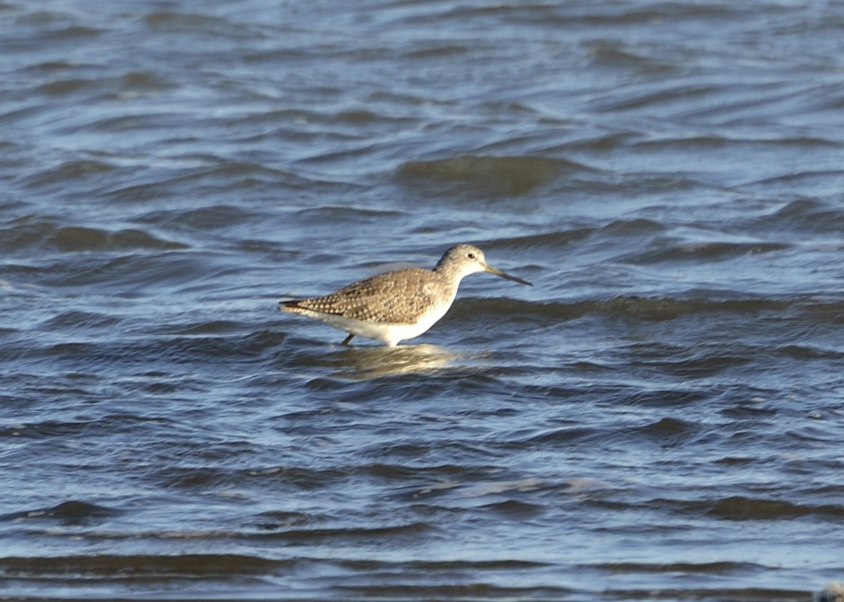 Greater Yellowlegs - ML614194218