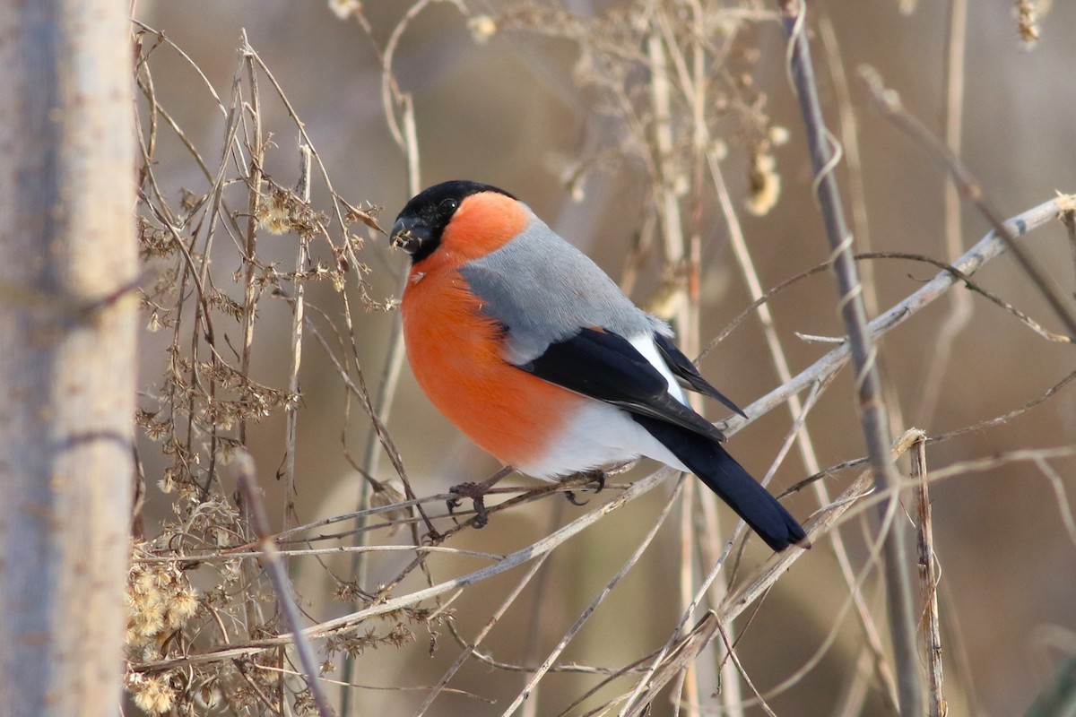 Eurasian Bullfinch - ML614194221