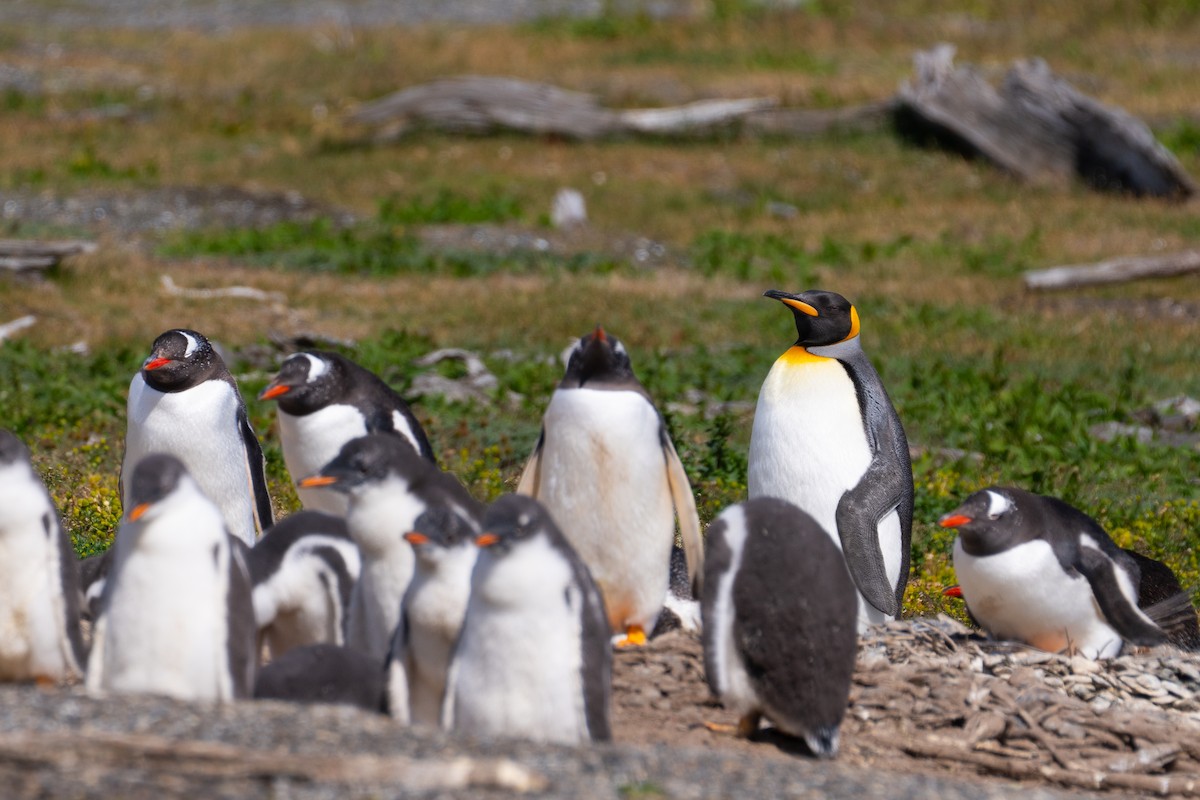 tučňák patagonský - ML614194268