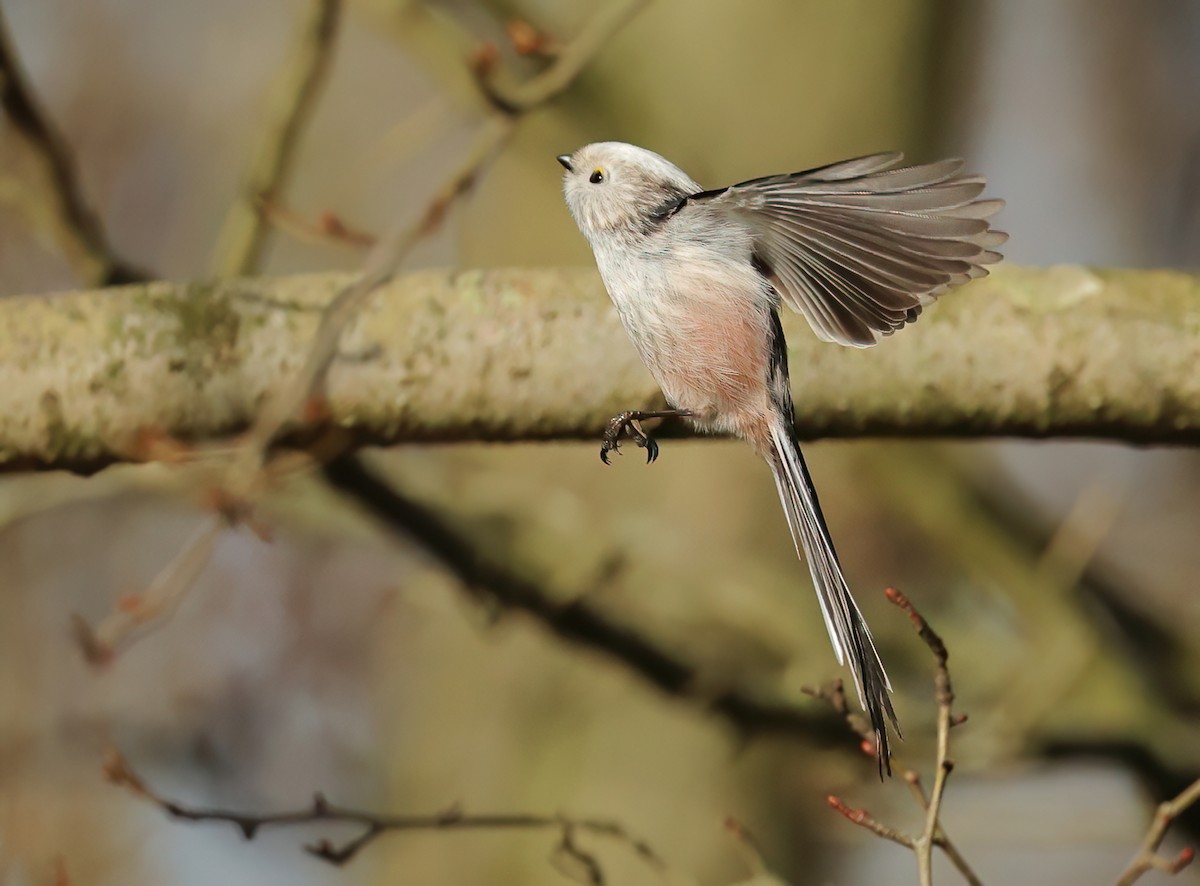 Long-tailed Tit - ML614194288