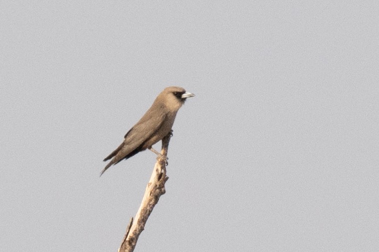 Black-faced Woodswallow - ML614194318