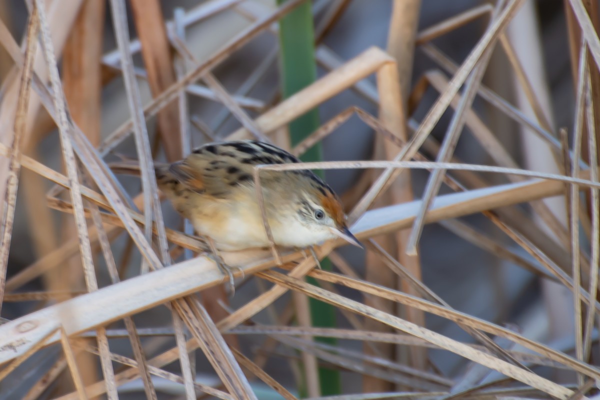 Bay-capped Wren-Spinetail - ML614194319