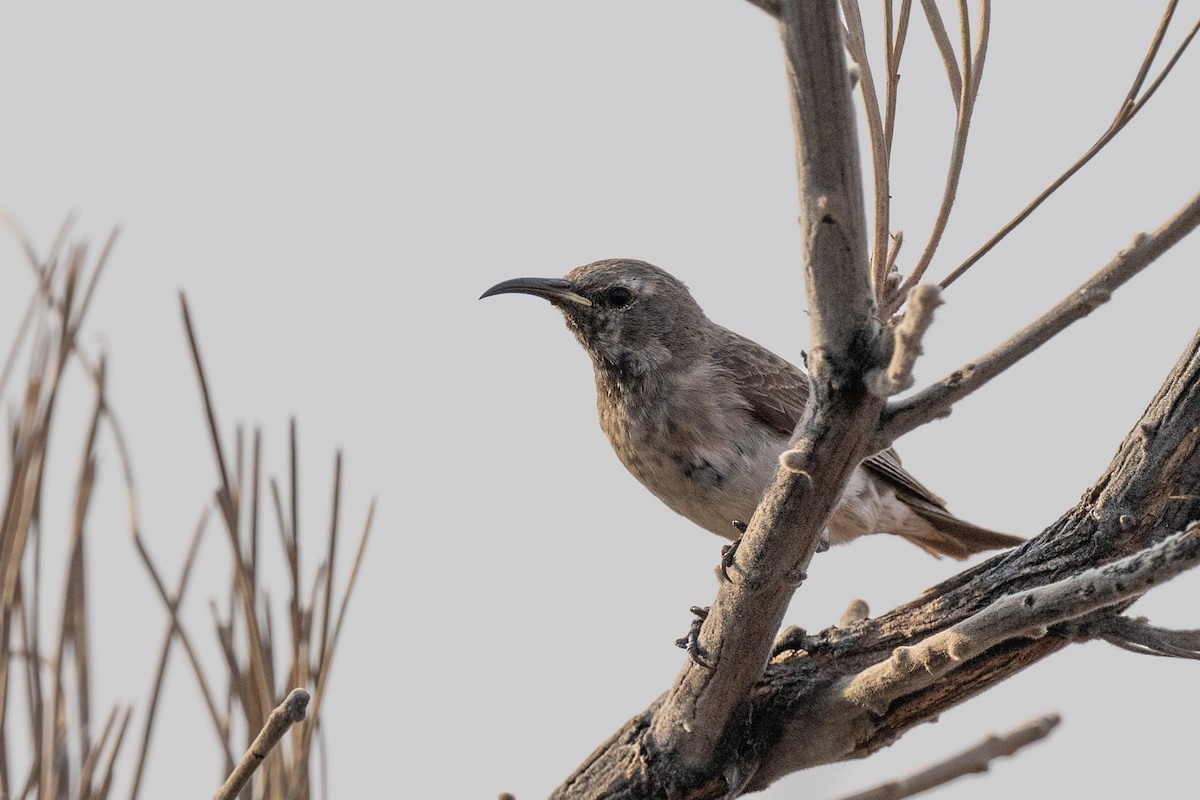 Black Honeyeater - Ross Bartholomew