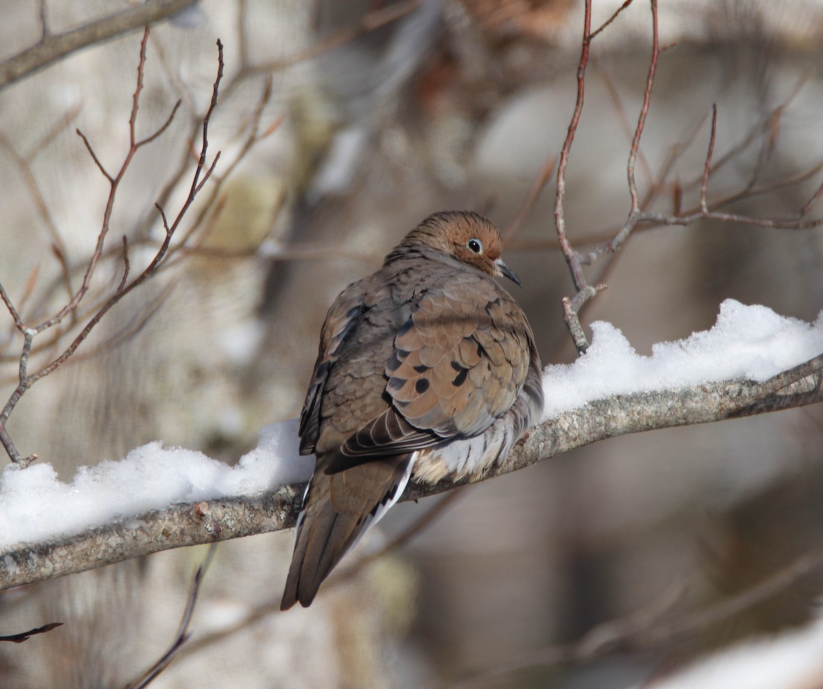 Mourning Dove - ML614194384