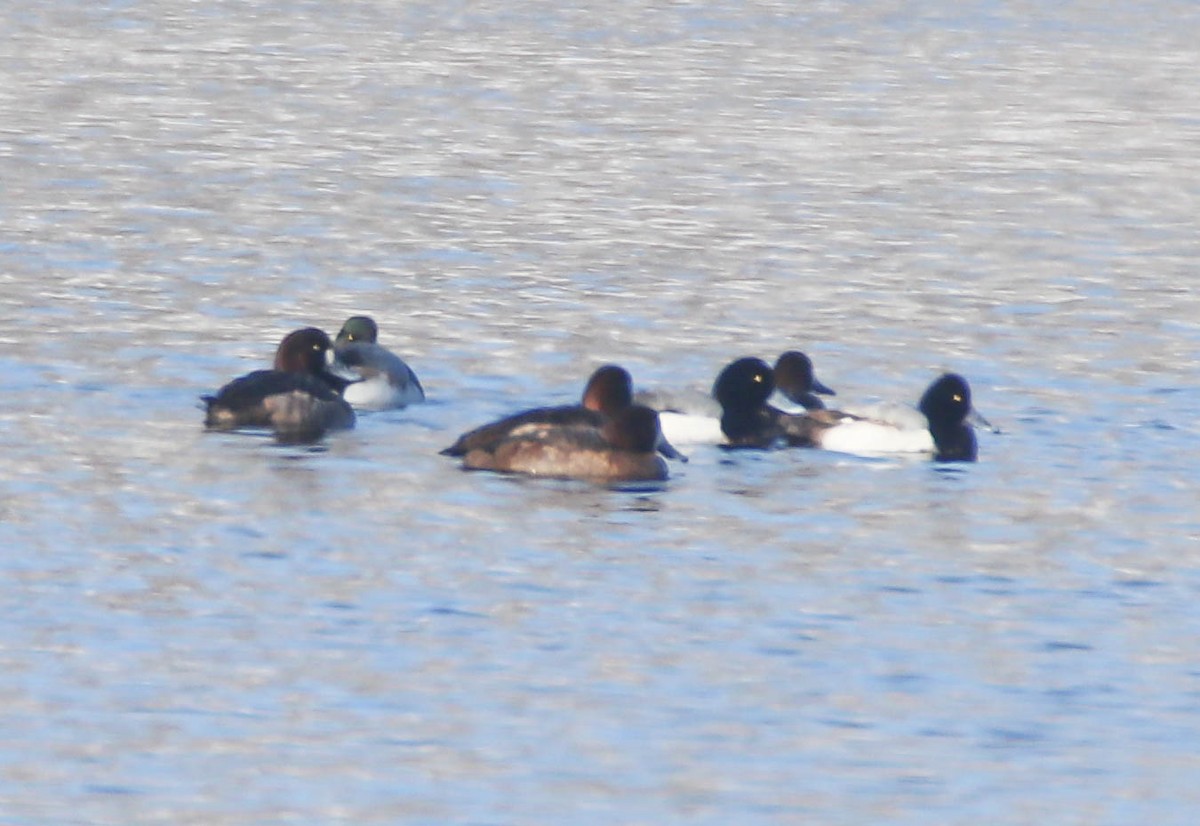 Greater Scaup - ML614194408