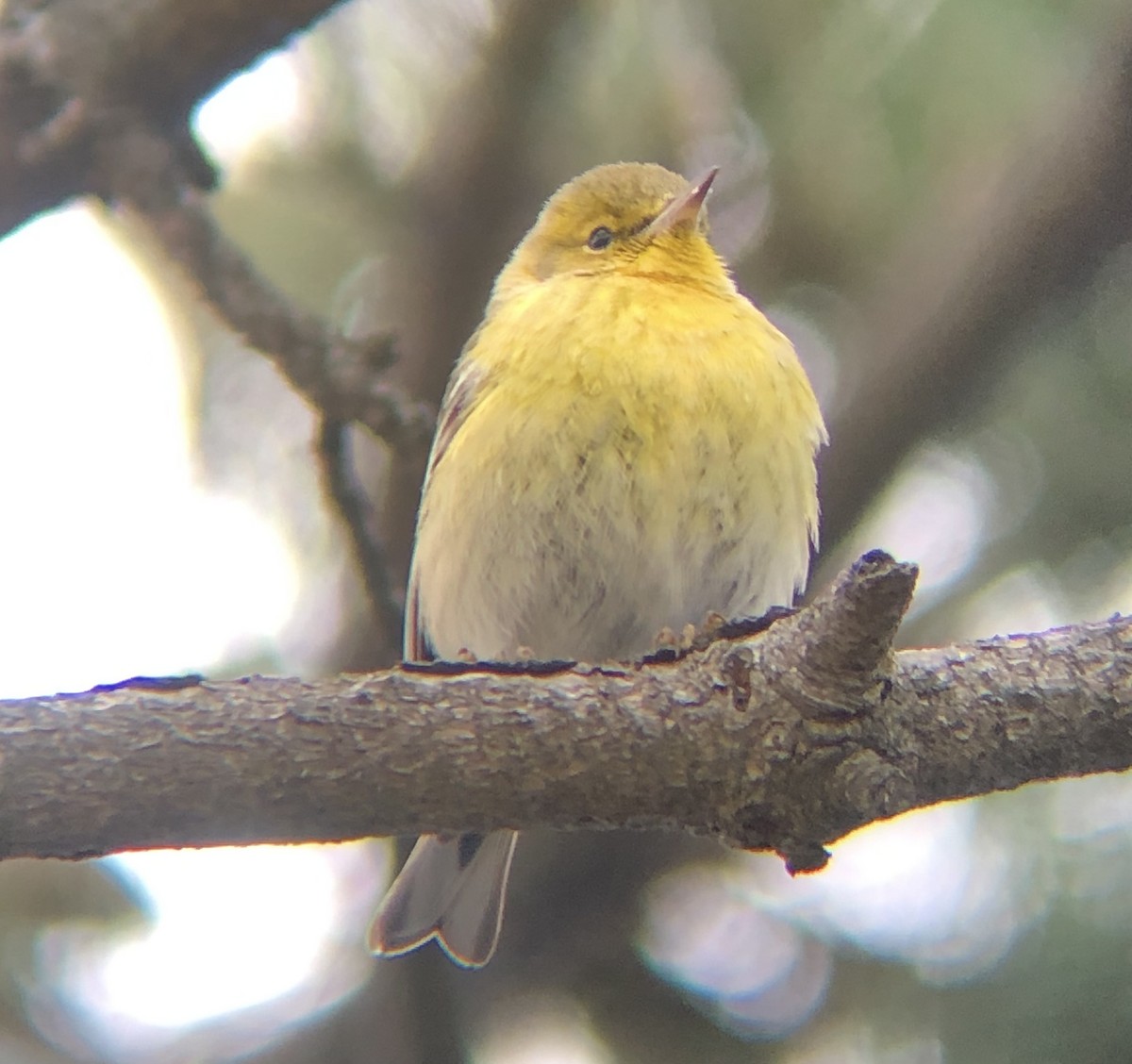 Pine Warbler - ML614194528