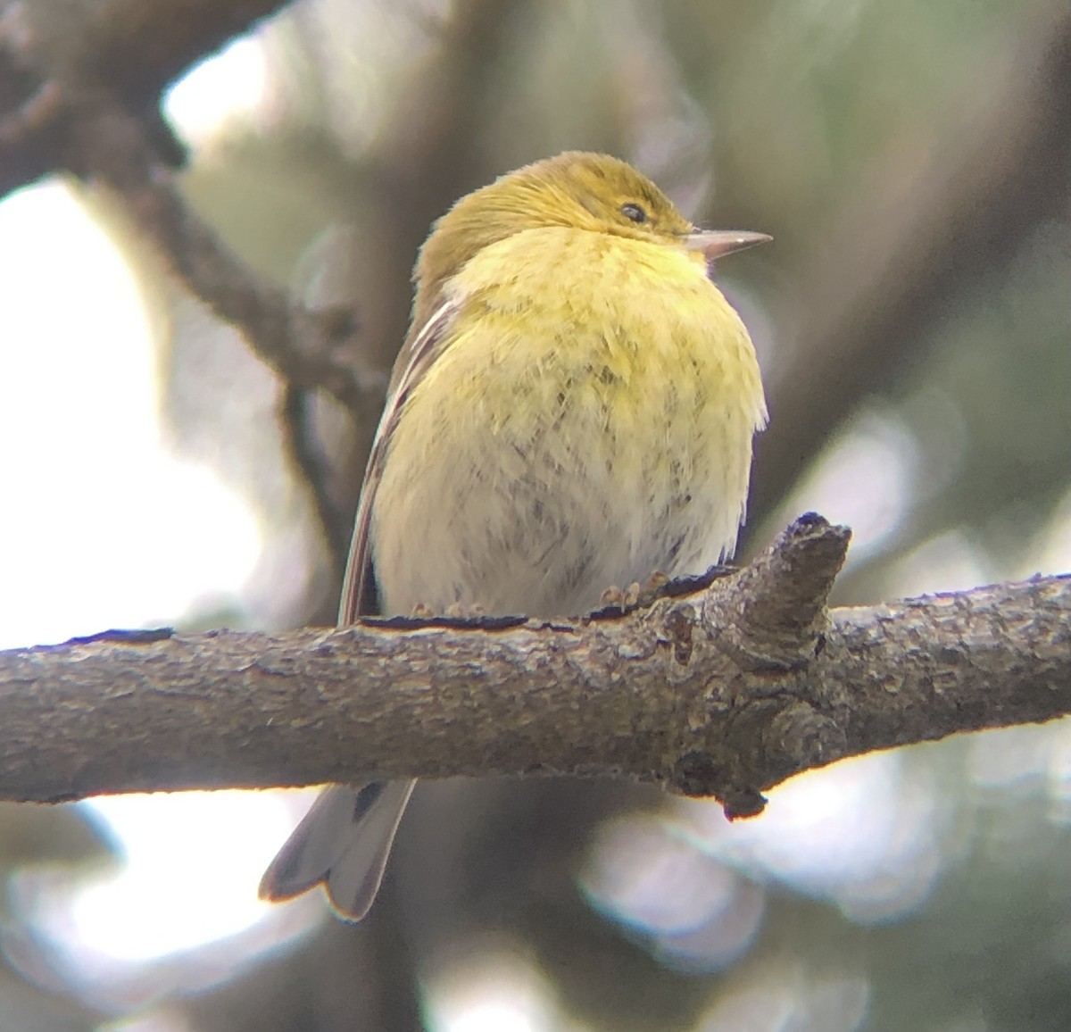 Pine Warbler - ML614194531