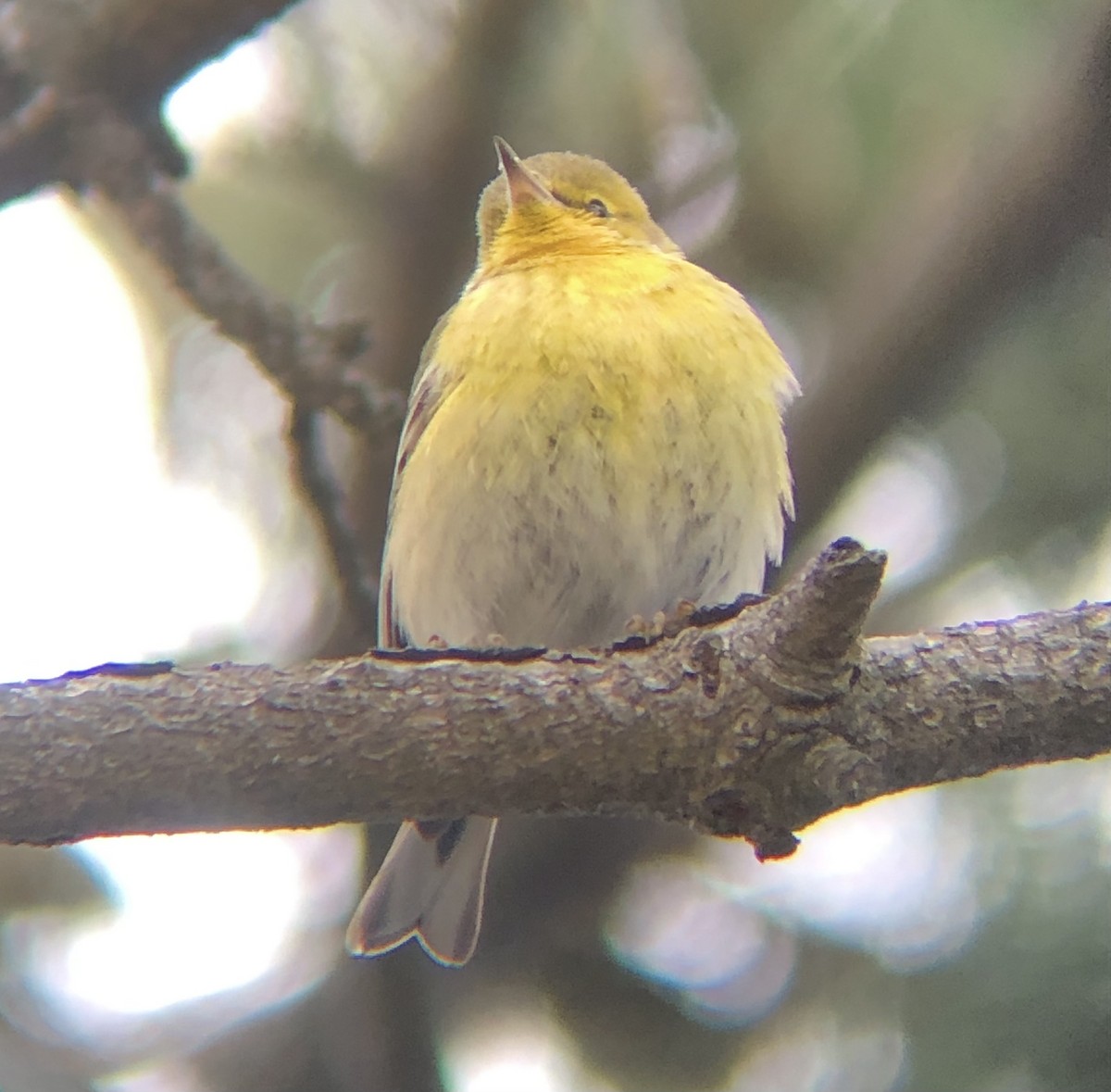 Pine Warbler - ML614194532