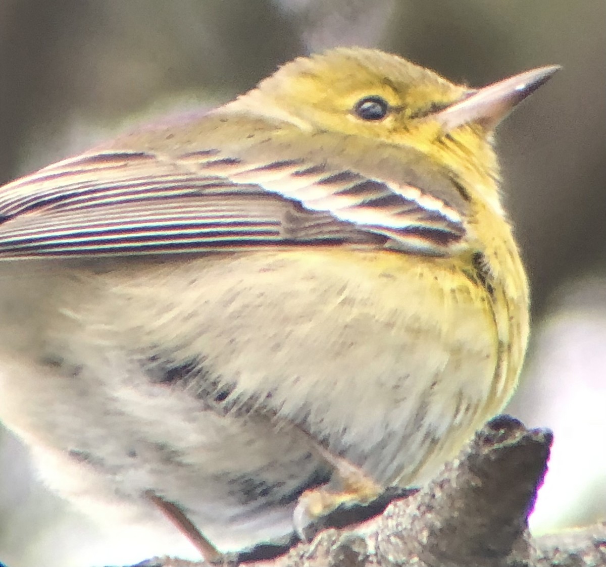 Pine Warbler - ML614194542