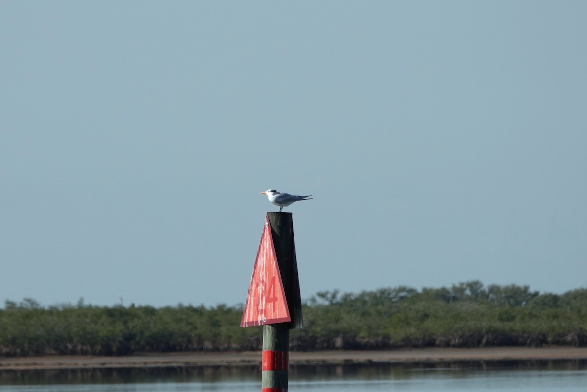 Royal Tern - ML614194573