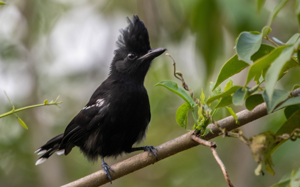 Glossy Antshrike - Frederico Crema Leis