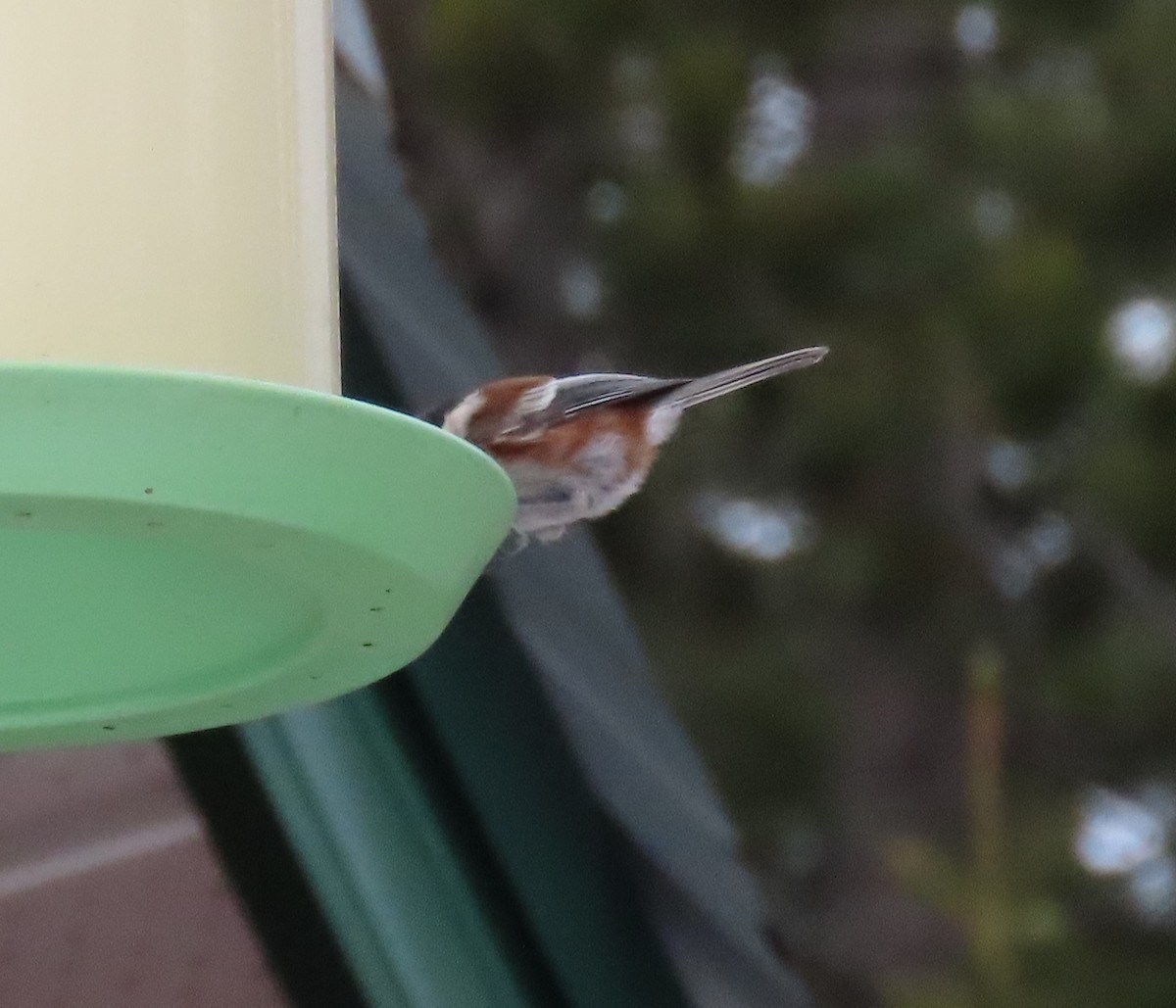 Chestnut-backed Chickadee - ML614194635