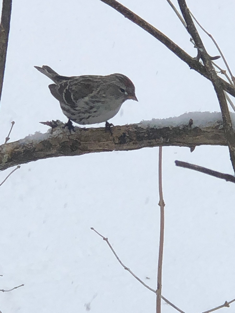 Common Redpoll - ML614194638