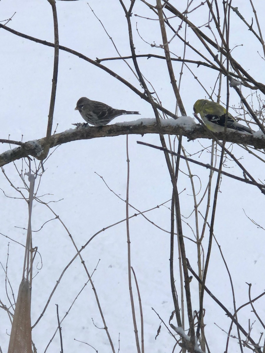 Common Redpoll - ML614194639