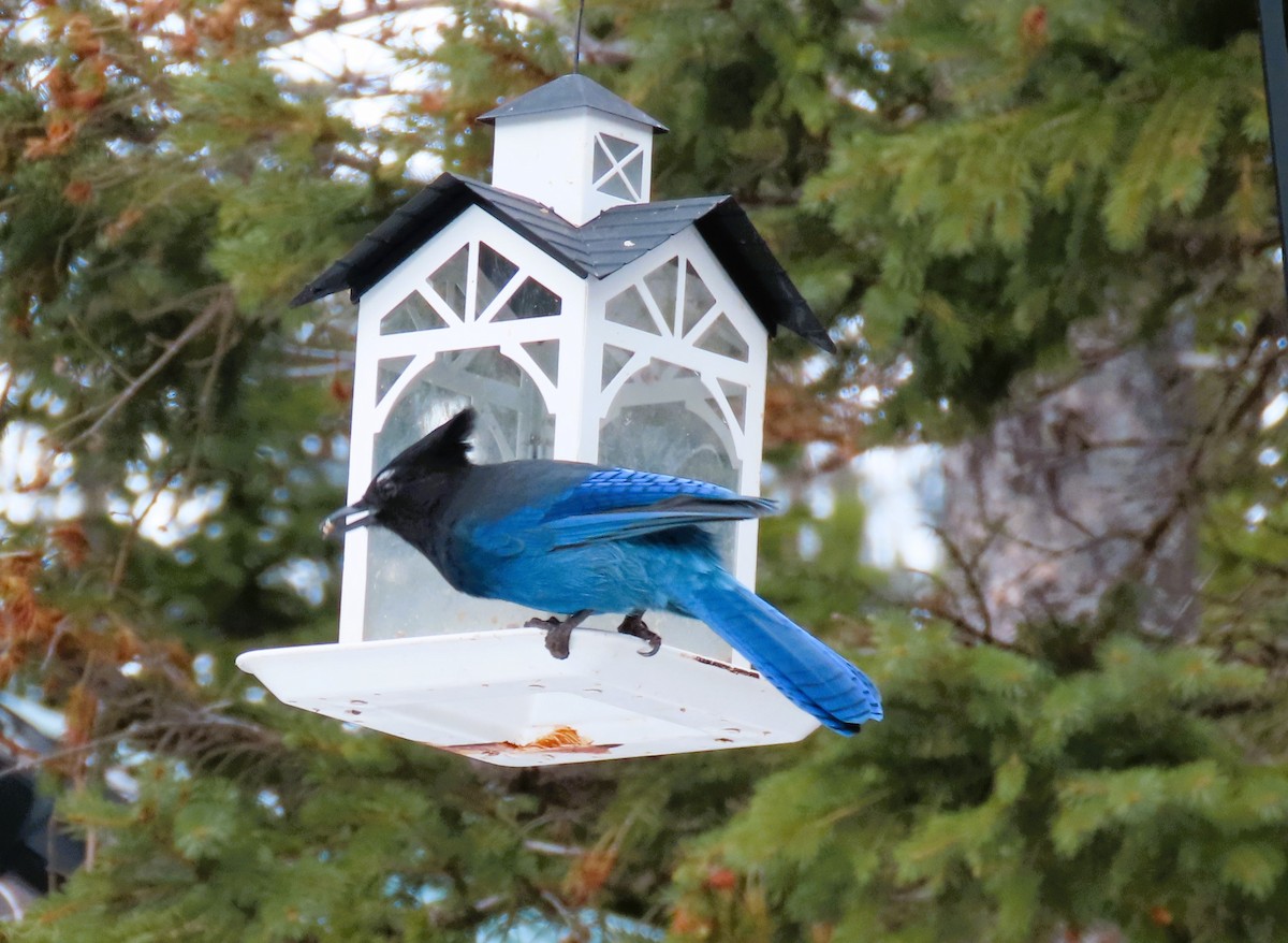 Steller's Jay - ML614194645