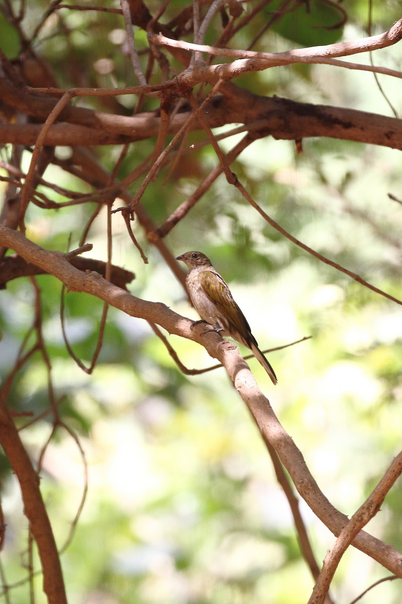 Spotted Honeyguide - Andrew Culshaw