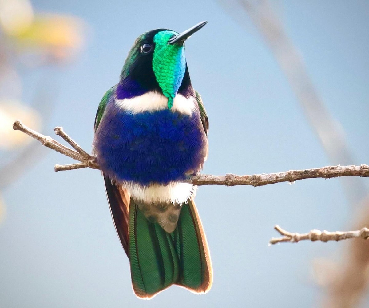 Hyacinth Visorbearer - Ciro Albano / Brazil Birding Experts