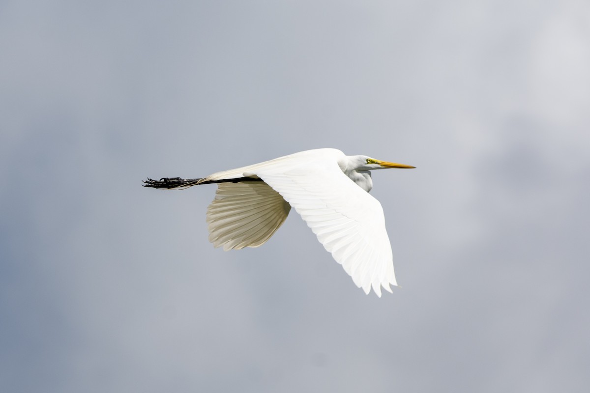 Great Egret - ML614194822