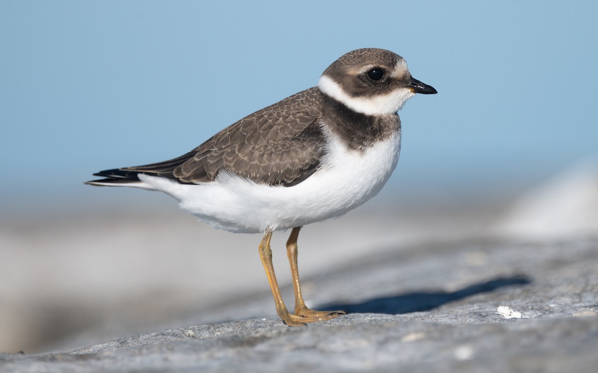 Common Ringed Plover - ML614194881