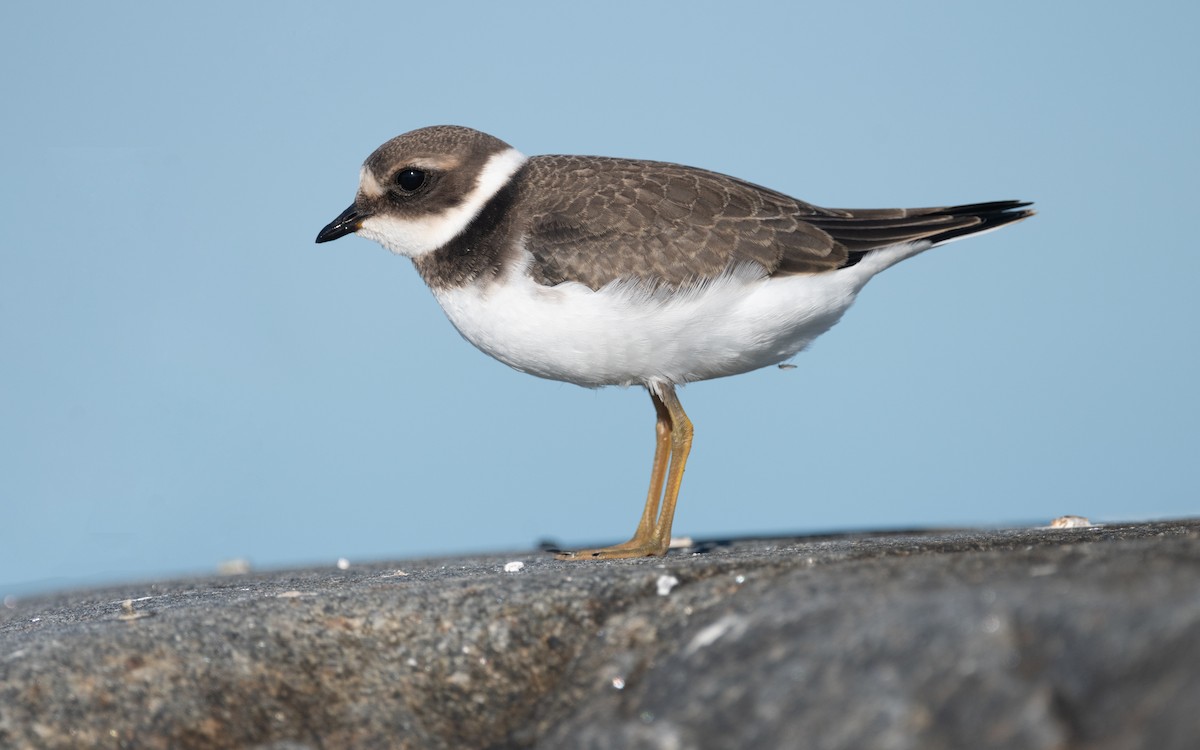 Common Ringed Plover - ML614194882